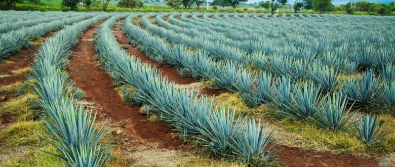 Strengthening tequila supply chain integrity from Mexico to the U.S.