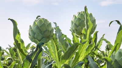 Ocean Mist Farms: End-to-end produce traceability translates to end-to-end efficiencies and food safety