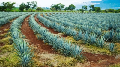 Strengthening tequila supply chain integrity from Mexico to the U.S.