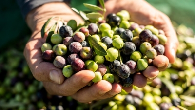 QUHOMAtrace: Unique combination of IoT and traceability data provides unparalleled upstream visibility for agri-food stakeholders