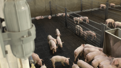 Union Farms: A leading pork producer achieves carbon neutrality in the name of sustainability
