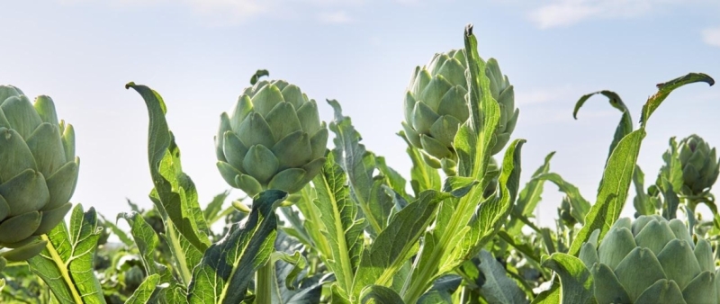 Ocean Mist Farms: End-to-end produce traceability translates to end-to-end efficiencies and food safety
