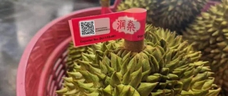 Thai durian with QR Code powered by GS1 label on stem for export traceability using GS1 standards